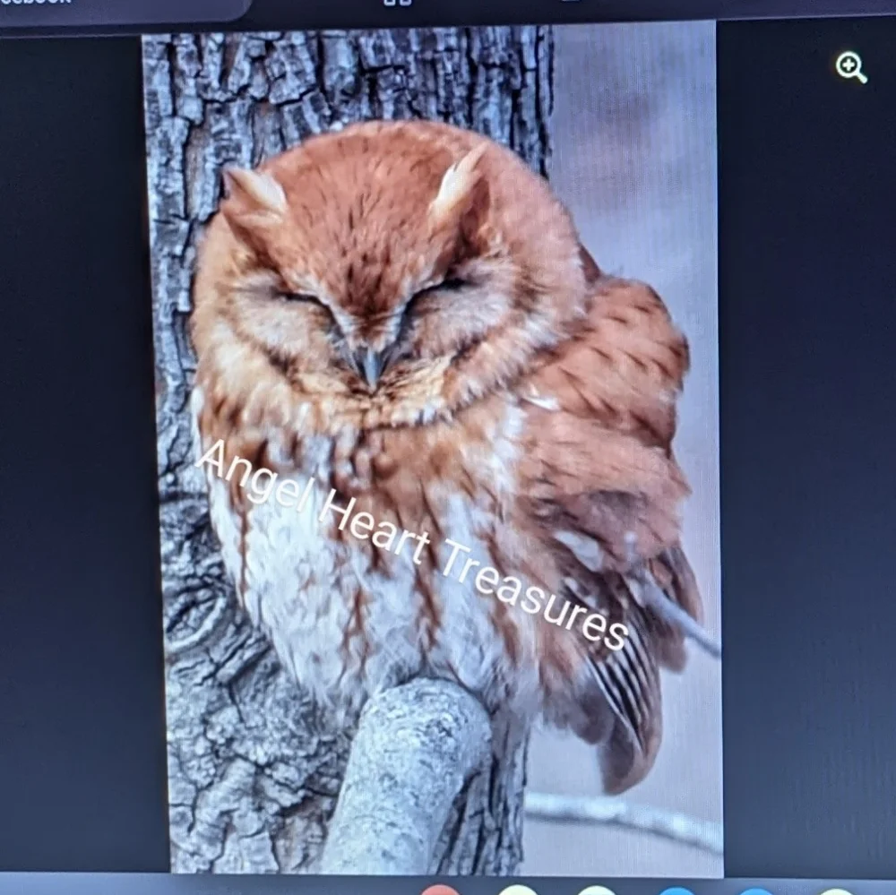 11x14 Satin Finish Original Photography Sleeping Eastern Red Screech Owl Print